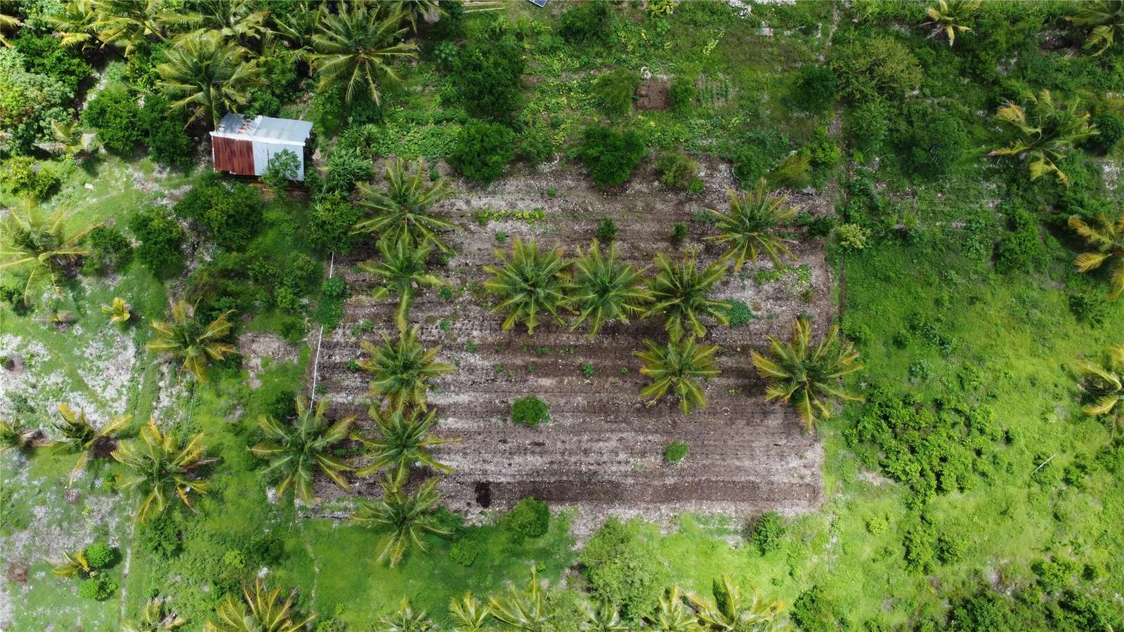 Aerial view of the farm land with young palms and planted rows