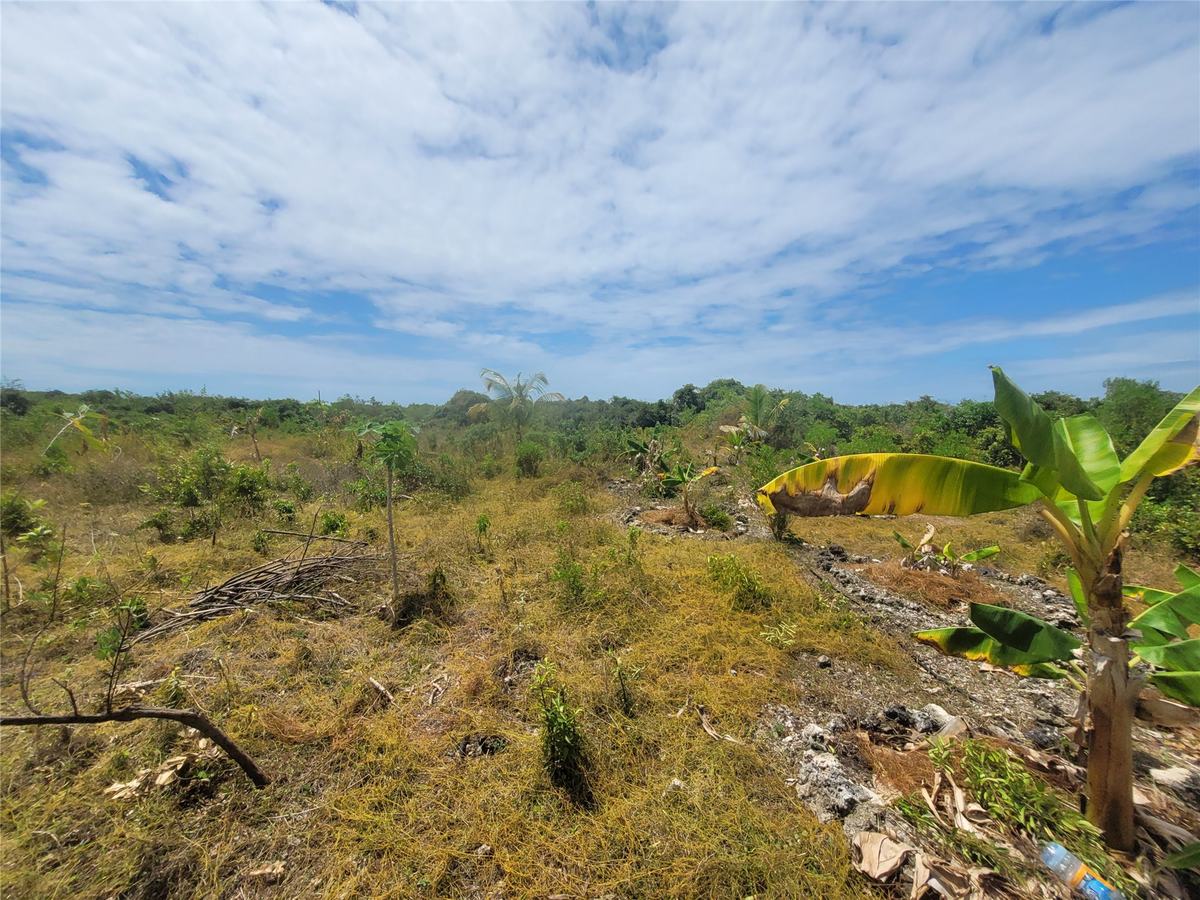 Open land under a wide sky with young banana plants