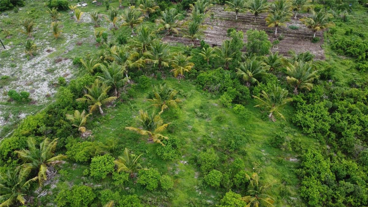 The farm from above: palms and green zones