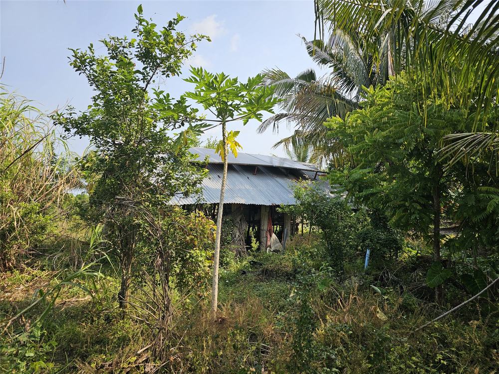 Young papaya and palms on the farm